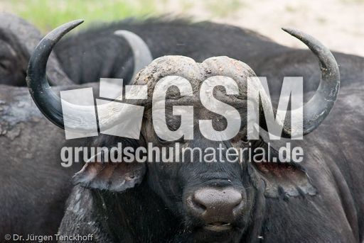 Afrikanischer Büffel (72 von 102).jpg